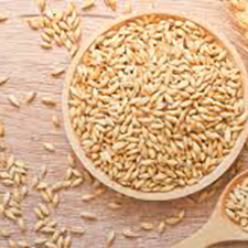 Barley