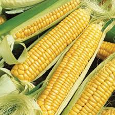 Corn